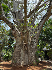 Affenbrotbaum adansonia digita gebraucht kaufen  Weinböhla