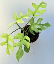 Schöne rhaphidophora tetraspe gebraucht kaufen  Obertshausen