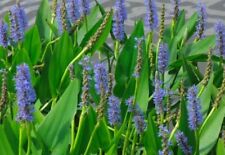 Pond plant pickerel for sale  Fort Lauderdale