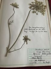 Gepresste pflanzen herbarium gebraucht kaufen  Ettenheim