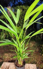 Cyrtostachys renda red for sale  Hollywood