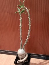 Pachypodium succulentum caudex gebraucht kaufen  Laboe