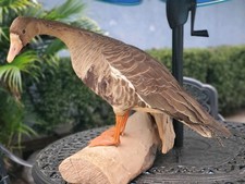 Greylag goose taxidermy for sale  Riverside
