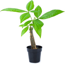 Live money tree for sale  Denver