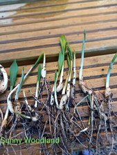 25x wild garlic for sale  MANCHESTER