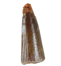 Dente de dinossauro espinossauro espinossauro Marrocos (EA9987) fóssil cretáceo jurássico comprar usado  Enviando para Brazil
