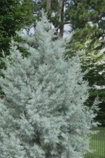 Silver smoke arizona for sale  Livingston