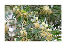 50x acacia melanoxylon gebraucht kaufen  Pfullingen