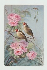Chardonnerets oiseaux. cpa d'occasion  Neufchâteau