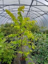 Cercis canadensis hearts gebraucht kaufen  Dillingen a.d.Donau