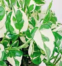 Pothos pearls jade for sale  Marietta