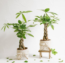 Braid money tree for sale  Hudson