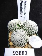 Mammillaria pectinifera trio for sale  Lakeport