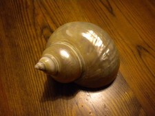 Conchiglia bianco madreperla usato  Italia
