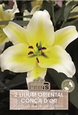 Tree lily lilium for sale  UK