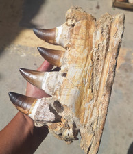 Mandíbula rara fóssil mosasauro com dentes originais Marrocos descoberta réptil marinho, usado comprar usado  Enviando para Brazil