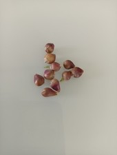 knoblauch gebraucht kaufen  Bärenbach, Kappel, Schlierschied