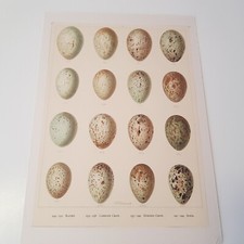 Antique bird egg for sale  OXFORD
