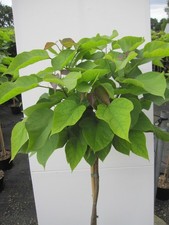 Hochstamm kugel trompetenbaum gebraucht kaufen Hochstamm kugel trompetenbaum gebraucht kaufen  Zetel