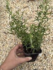 Rosemary live herb for sale  Burlington