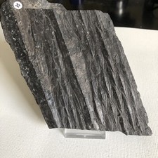 Versteinerung vom siegelbaum gebraucht kaufen  Alsdorf
