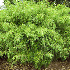 Fargesia rufa hardy for sale  UK