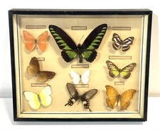 Vintage butterfly specimens for sale  Long Beach