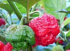 Chilli pepper trinidad for sale  RUISLIP