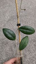 Hoya finlaysonii fresh for sale  CANNOCK