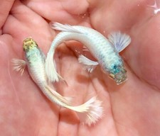 Trio live aquarium for sale  Richmond