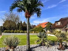 Xxl palme frostsicher gebraucht kaufen  Weißenfels