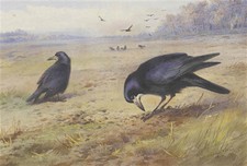 Archibald thorburn print for sale  UK