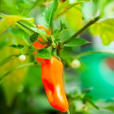 Jalapeno chilli pepper for sale  IPSWICH
