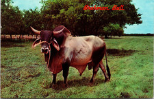 Brahman bull texas for sale  Suwanee