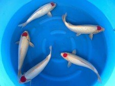 Qty tancho kohaku for sale  Dublin