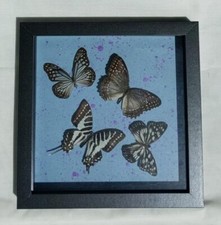 Framed taxidermy butterfly. for sale  BURY ST. EDMUNDS