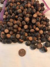 250 oak acorns for sale  Tatum