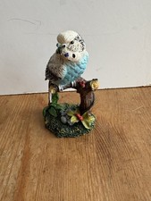 budgie bird for sale budgie bird for sale SHANKLIN