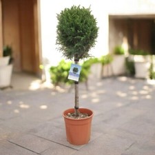 Leylandii cypress patio for sale  GLASGOW