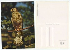 23945 turmfalke alte gebraucht kaufen  Berlin