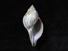 Concha do mar Fasciolaria tulipa 82mm ID#8005, usado comprar usado  Enviando para Brazil