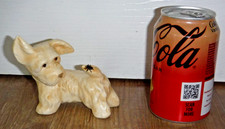 Gorgeous goebel terrier for sale  TRURO