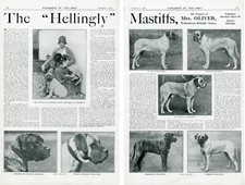Mastiff dogs 1931 for sale  COLEFORD