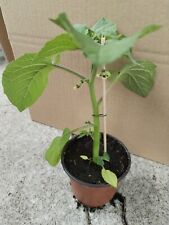 Andenbeere physalis peruviana gebraucht kaufen  Langenleuba-Niederhain