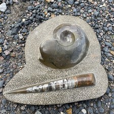 Ammonite belemnite polished for sale Ammonite belemnite polished for sale  IPSWICH