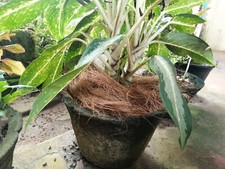 Coconut husk fibra usato  Spedire a Italy