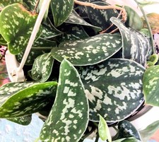 Rooted cutting silver for sale  USA