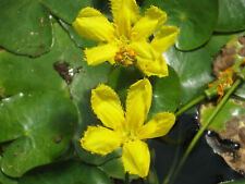 Seekanne nymphoides peltata gebraucht kaufen  Schmidmühlen