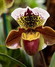lady slipper orchid for sale lady slipper orchid for sale Loves Park