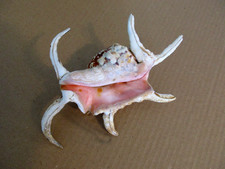 Unknown seashell for sale  Atlantic Beach